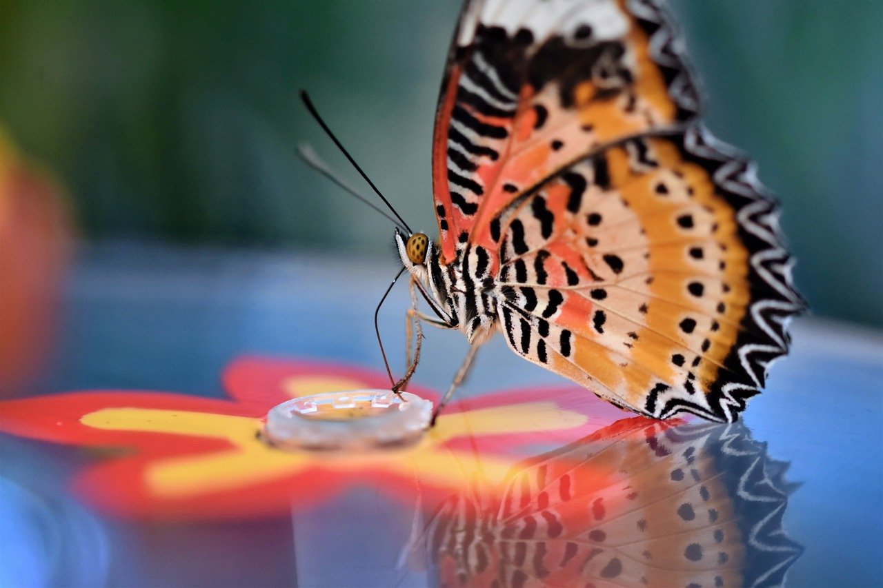 butterfly, insect, butterfly wings-7750794.jpg